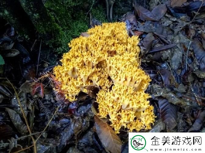 “浙里奇遇：野生蘑菇的神秘诱惑-全球热议的‘蘑幻’话题！”
