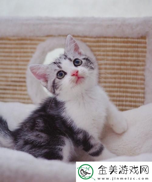 喵星科技：笑谈猫最新-潮流你敢跟吗