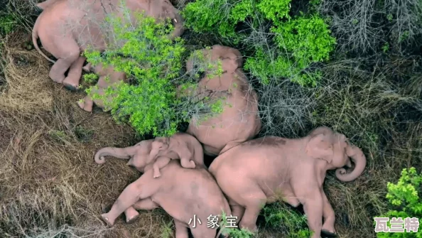 已满18点比转入大象：理解年轻人对未来的迷茦