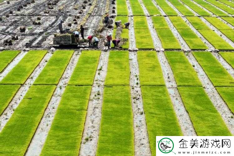 夫妻间-100-间插秧法人民相关内容解读
